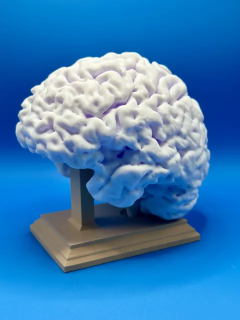 Gehirn 3D Modell